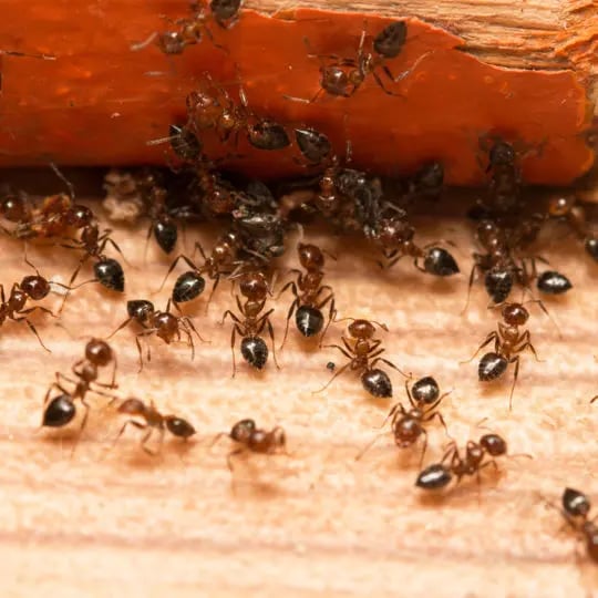 Get Rid of Ants in Apartments