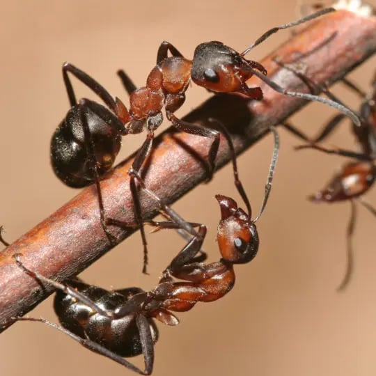 ants