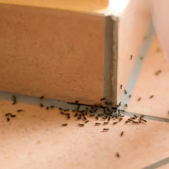 Ants on counter