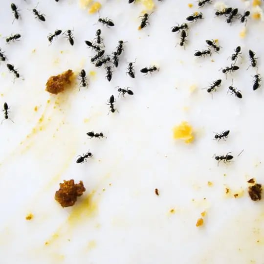 Why Do Ants Suddenly Appear?