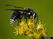 Hornets
