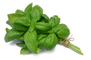 Bunch of Basil