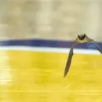 Bat