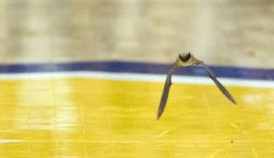 Bat Delays Milwaukee Basketball Game