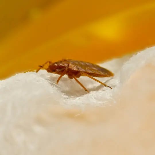Bed Bug