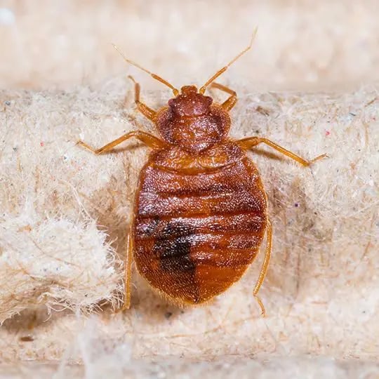 Bed Bug closeup