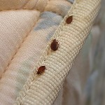 Bed Bugs