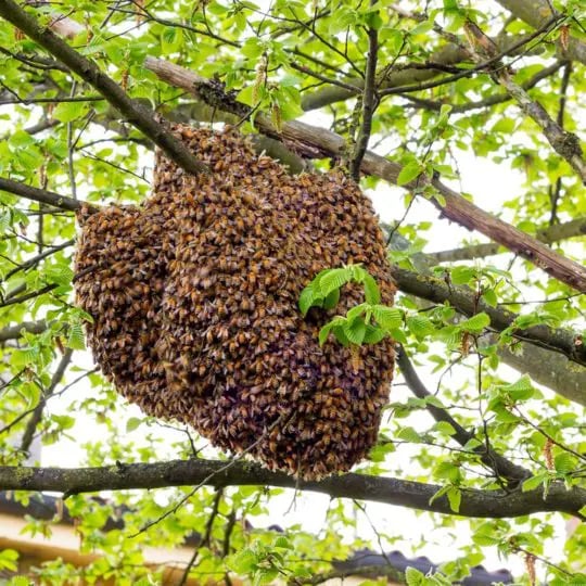 bee-swarm