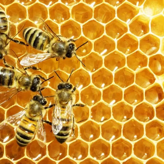 bees-make-honey