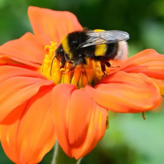 Bumble Bee