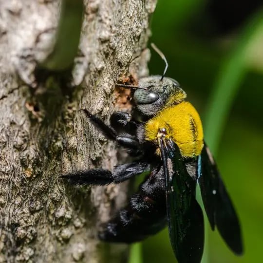 carpentar-bees