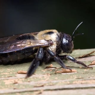 Carpenter Bees