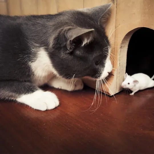 cat-mouse
