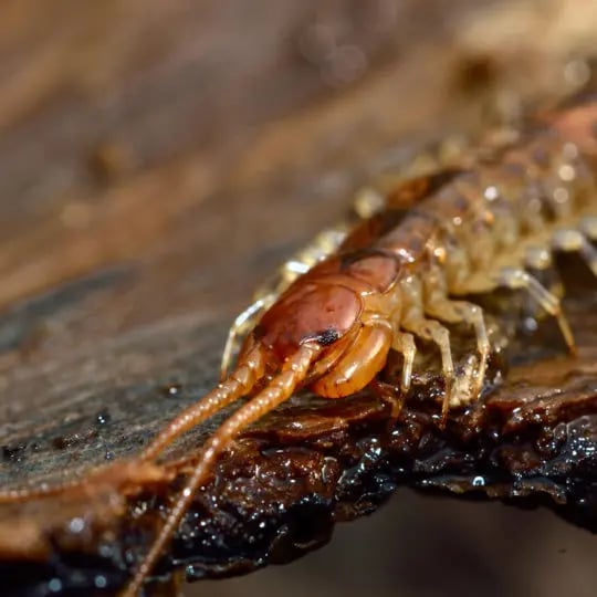 centipede
