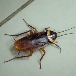 Cockroaches