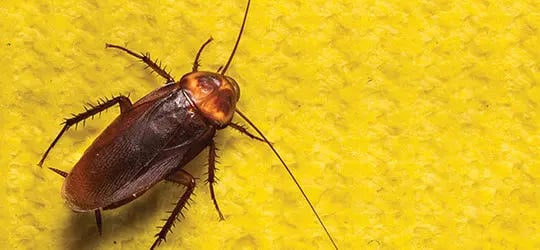 Cockroach