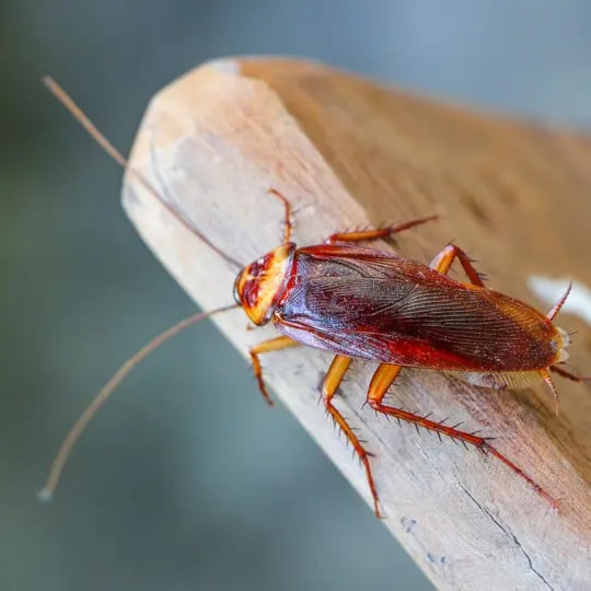 cockroach or waterbug