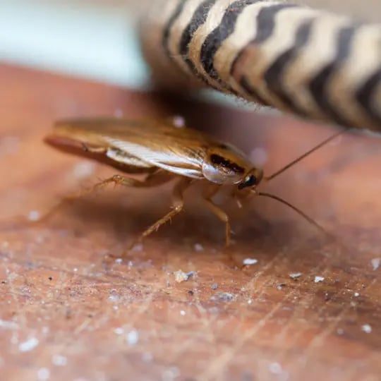 Get rid of cockroaches