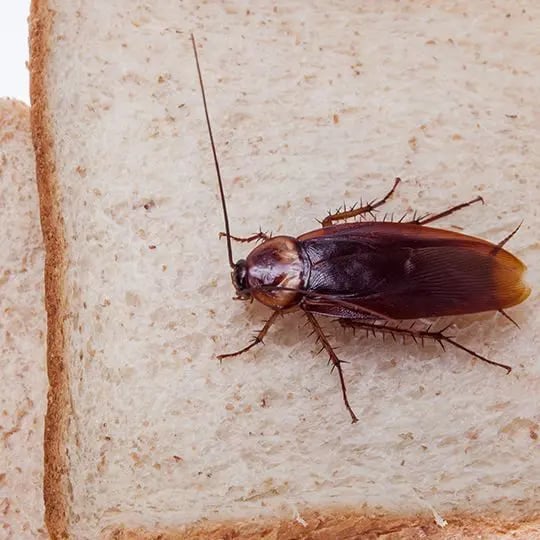 Cockroach eating bread