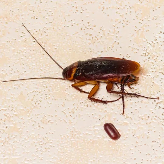 cockroach-egg
