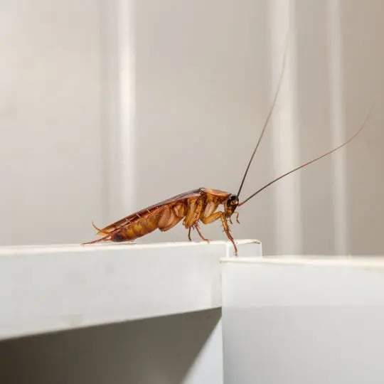 Cockroach