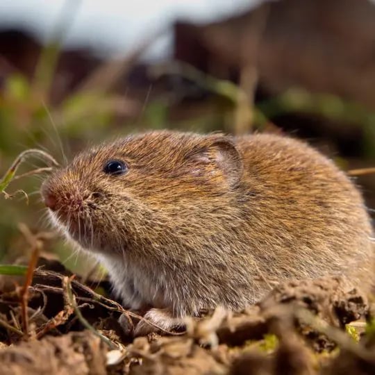 Common vole