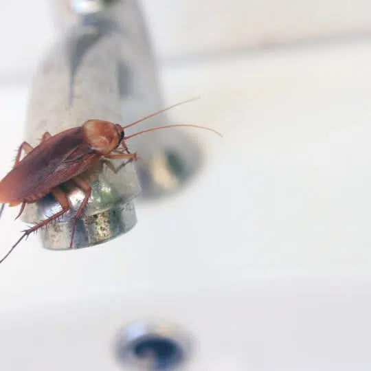 Bugs in the Bathroom