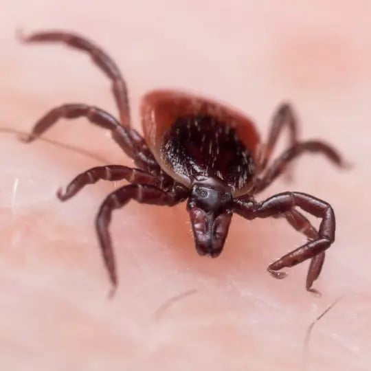 Tick
