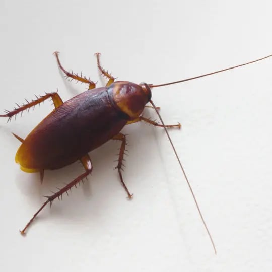 Does Boric Acid Kill Roaches?