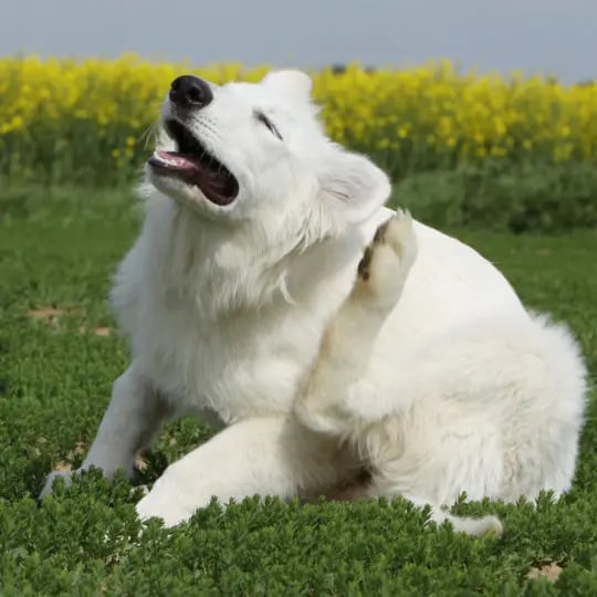 dog-scratching
