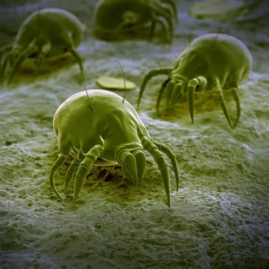 What Do Dust Mites Look Like? And More Facts - Green Pest ...
