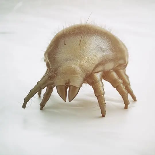 Dust Mite