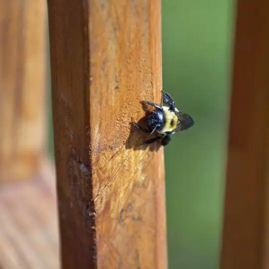 How to Get Rid of Carpenter Bees