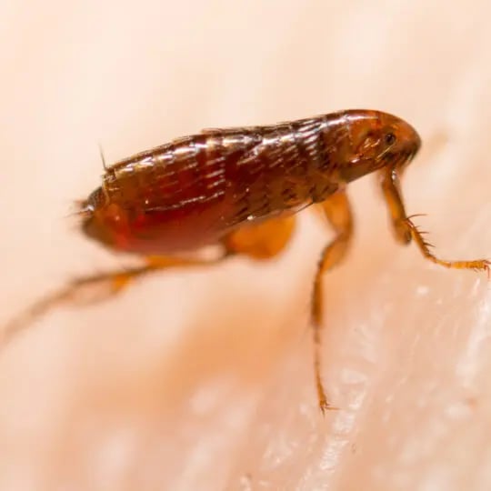 Does shampoo kill fleas on humans discount