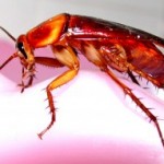 Cockroach