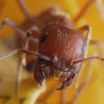 Ant