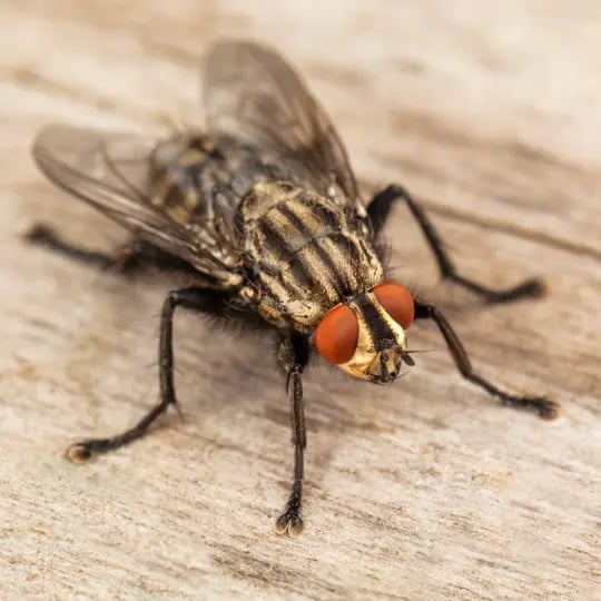 fly