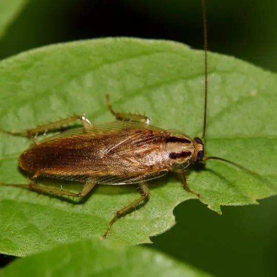 german-cockroach