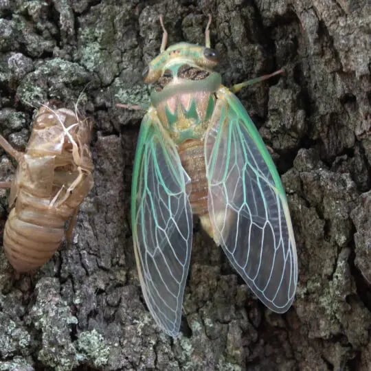 Cicadas 2021 Pennsylvania, NJ, and DE