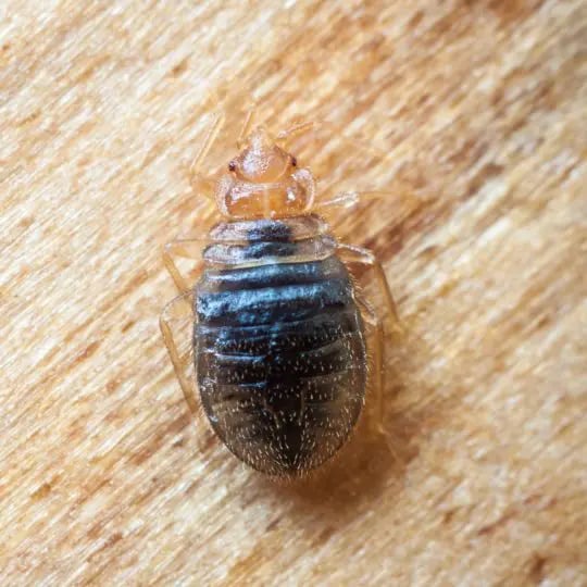 What Do Baby Bed Bugs Look Like Green Pest Solutions