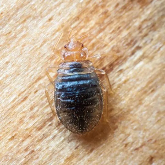 Does Clorox Kill Bed Bugs?