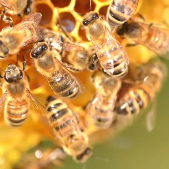 Honey Bees