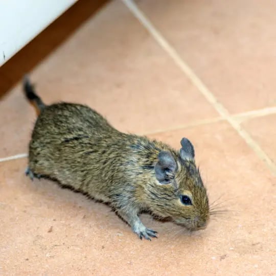 Rodent: Home mouse