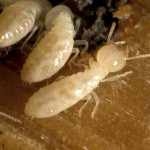 Termites