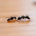 pest control Voorhees NJ
