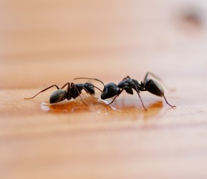 Carpenter Ant Control