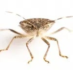 Stink Bug