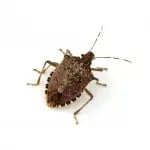 Stink Bug