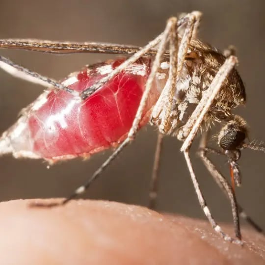 Mosquito feeding