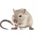 Rodent